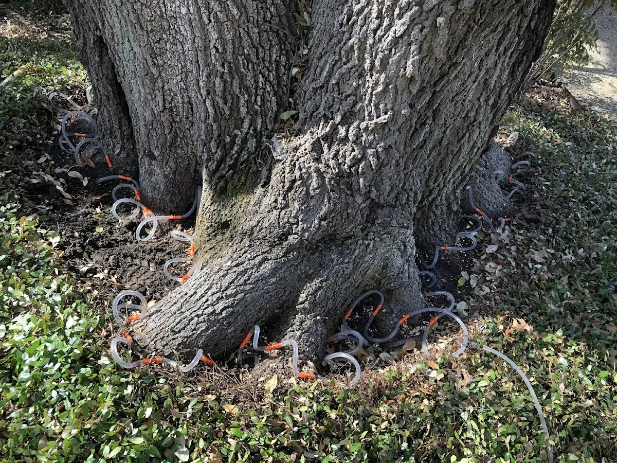Detailed Tree Cabling and Bracing job site in Mosherville