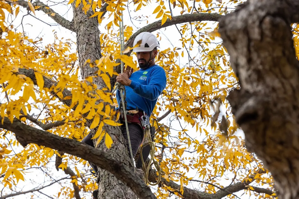 Skilled Storm Damage Cleanup crew working in Mosherville